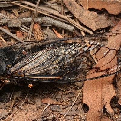 Psaltoda moerens (Redeye cicada) at Aranda, ACT - 20 Dec 2024 by NateKingsford