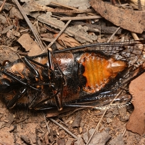 Psaltoda moerens at Aranda, ACT - 20 Dec 2024 10:13 PM