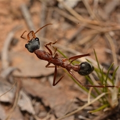 Myrmecia nigriceps (Black-headed bull ant) at Aranda, ACT - 20 Dec 2024 by NateKingsford