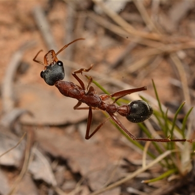 Myrmecia nigriceps (Black-headed bull ant) at Aranda, ACT - 20 Dec 2024 by NateKingsford