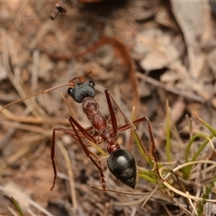 Myrmecia nigriceps at Aranda, ACT - 20 Dec 2024 10:28 PM