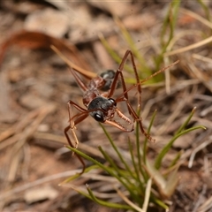 Myrmecia nigriceps at Aranda, ACT - 20 Dec 2024 10:28 PM