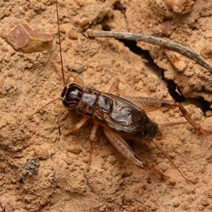 Lepidogryllus sp. (genus) at Yarralumla, ACT - 20 Dec 2024