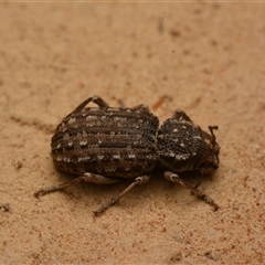 Cubicorhynchus maculatus (Spotted ground weevil) at Yarralumla, ACT - 20 Dec 2024 by NateKingsford