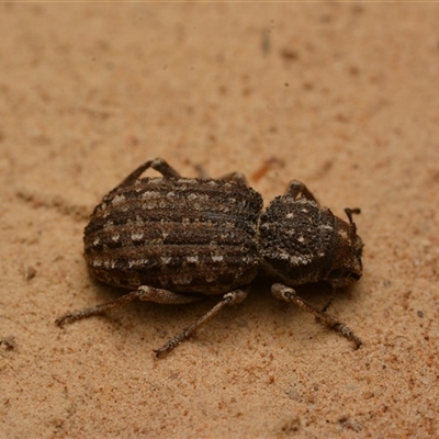 Cubicorhynchus maculatus (Spotted ground weevil) at Yarralumla, ACT - 20 Dec 2024 by NateKingsford