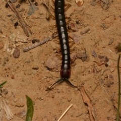 Cormocephalus sp.(genus) (Scolopendrid Centipede) at Yarralumla, ACT - 20 Dec 2024 by NateKingsford