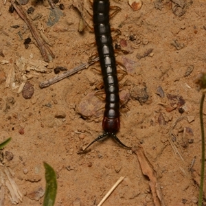 Cormocephalus sp.(genus) at Yarralumla, ACT - 20 Dec 2024 10:50 PM