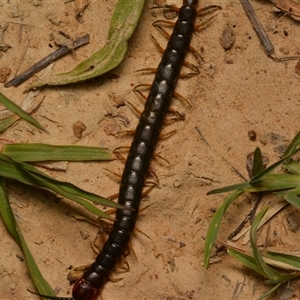 Cormocephalus sp.(genus) at Yarralumla, ACT - 20 Dec 2024 10:50 PM