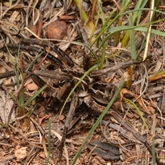 Tasmanicosa sp. (genus) (Unidentified Tasmanicosa wolf spider) at Yarralumla, ACT - 20 Dec 2024 by NateKingsford