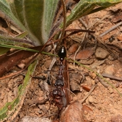 Myrmecia simillima (A Bull Ant) at Yarralumla, ACT - 20 Dec 2024 by NateKingsford