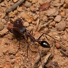 Myrmecia simillima at Yarralumla, ACT - 20 Dec 2024