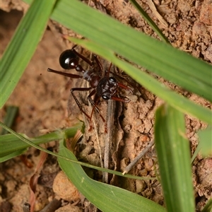 Myrmecia simillima at Yarralumla, ACT - 20 Dec 2024 11:05 PM