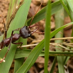 Myrmecia simillima at Yarralumla, ACT - 20 Dec 2024