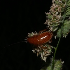 Blattodea (order) (Unidentified cockroach) at Freshwater Creek, VIC - 4 Dec 2024 by WendyEM