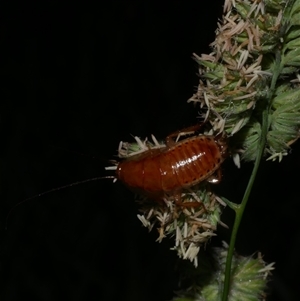 Blattodea (order) at Freshwater Creek, VIC - 4 Dec 2024 11:40 PM