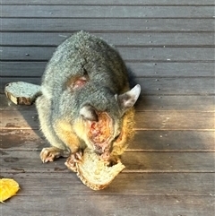 Trichosurus vulpecula (Common Brushtail Possum) at Kangaroo Valley, NSW - 20 Dec 2024 by lbradley