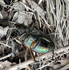 Anoplognathus brunnipennis (Green-tailed Christmas beetle) at Kangaroo Valley, NSW - 21 Dec 2024 by lbradley