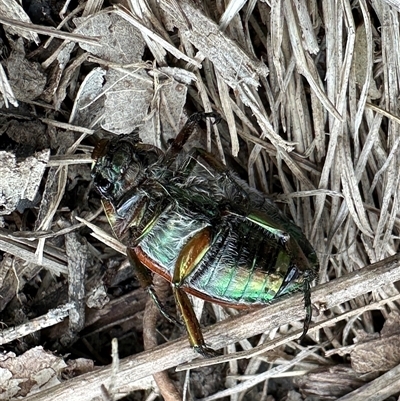 Anoplognathus brunnipennis at Kangaroo Valley, NSW - 21 Dec 2024 by lbradley