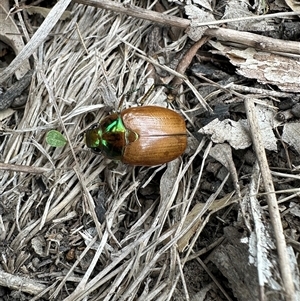 Anoplognathus brunnipennis at Kangaroo Valley, NSW - 21 Dec 2024