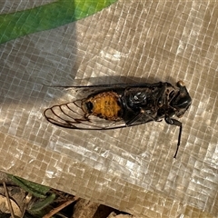 Psaltoda moerens (Redeye cicada) at Kangaroo Valley, NSW - 21 Dec 2024 by lbradley