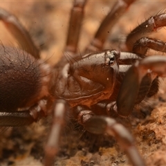 Atrax robustus (Sydney funnelweb) at Royal National Park, NSW - 16 Jun 2024 by NateKingsford