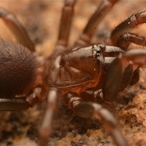 Atrax robustus at Royal National Park, NSW - 16 Jun 2024