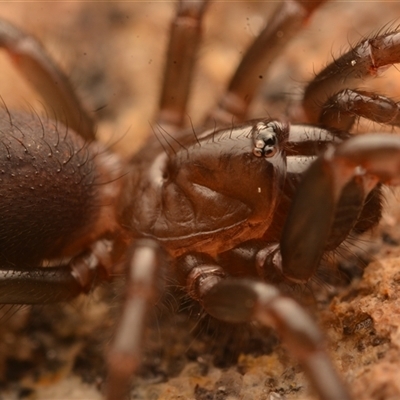 Atrax robustus (Sydney funnelweb) at Royal National Park, NSW - 16 Jun 2024 by NateKingsford