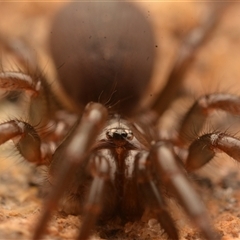 Atrax robustus at Royal National Park, NSW - 16 Jun 2024 03:45 PM