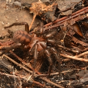 Paraembolides grayi at Royal National Park, NSW - 16 Jun 2024