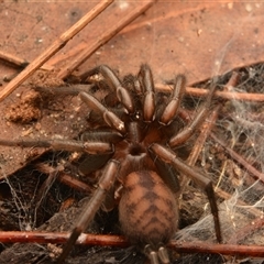 Paraembolides grayi at Royal National Park, NSW - 16 Jun 2024