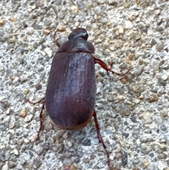 Sericesthis sp. (genus) (A cockchafer) at Aranda, ACT - 21 Dec 2024 by Jubeyjubes