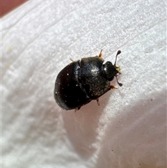 Nitidulidae sp. (family) (Sap beetle) at Aranda, ACT - 21 Dec 2024 by Jubeyjubes