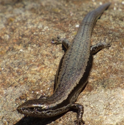 Unidentified Skink at Mount Stuart, TAS - 6 Apr 2023 by VanessaC