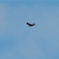 Aquila audax (Wedge-tailed Eagle) at Franklin, ACT - 21 Dec 2024 by brunonia