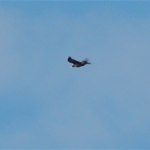 Aquila audax at Franklin, ACT - 21 Dec 2024 11:35 AM