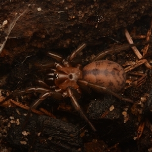 Paraembolides grayi at Royal National Park, NSW - 18 Jun 2024