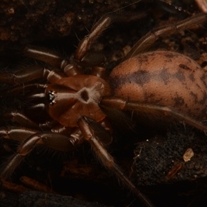 Paraembolides grayi at Royal National Park, NSW - 18 Jun 2024