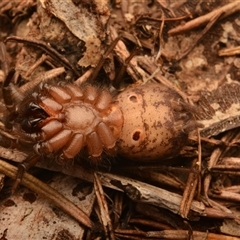 Paraembolides grayi at Royal National Park, NSW - 18 Jun 2024