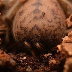 Paraembolides grayi at Royal National Park, NSW - 18 Jun 2024