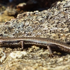 Unidentified Skink at Fortescue, TAS - 21 Apr 2023 by VanessaC