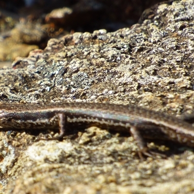 Unidentified Skink at Fortescue, TAS - 21 Apr 2023 by VanessaC