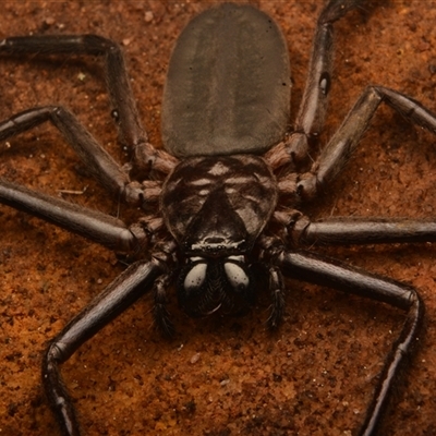 Trachycosmidae (family) (Flat spiders) at Royal National Park, NSW - 18 Jun 2024 by NateKingsford