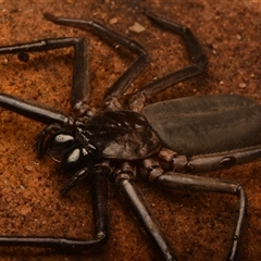 Trachycosmidae (family) at Royal National Park, NSW - 18 Jun 2024