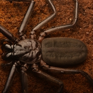 Trachycosmidae (family) at Royal National Park, NSW - 18 Jun 2024