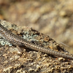 Carinascincus ocellatus (Ocellated skink) at Fortescue, TAS - 21 Apr 2023 by VanessaC