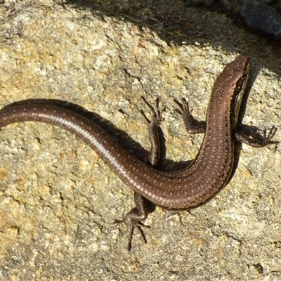 Unverified Skink at Fortescue, TAS - 21 Apr 2023 by VanessaC
