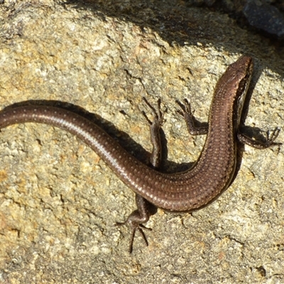 Unidentified Skink at Fortescue, TAS - 21 Apr 2023 by VanessaC