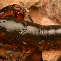 Unidentified Lobster, Bug at Royal National Park, NSW - 18 Jun 2024 by NateKingsford