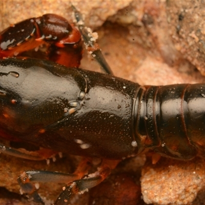 Unverified Lobster, Bug at Royal National Park, NSW - 18 Jun 2024 by NateKingsford