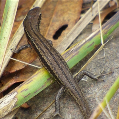 Unidentified Skink at West Hobart, TAS - 3 Apr 2023 by VanessaC